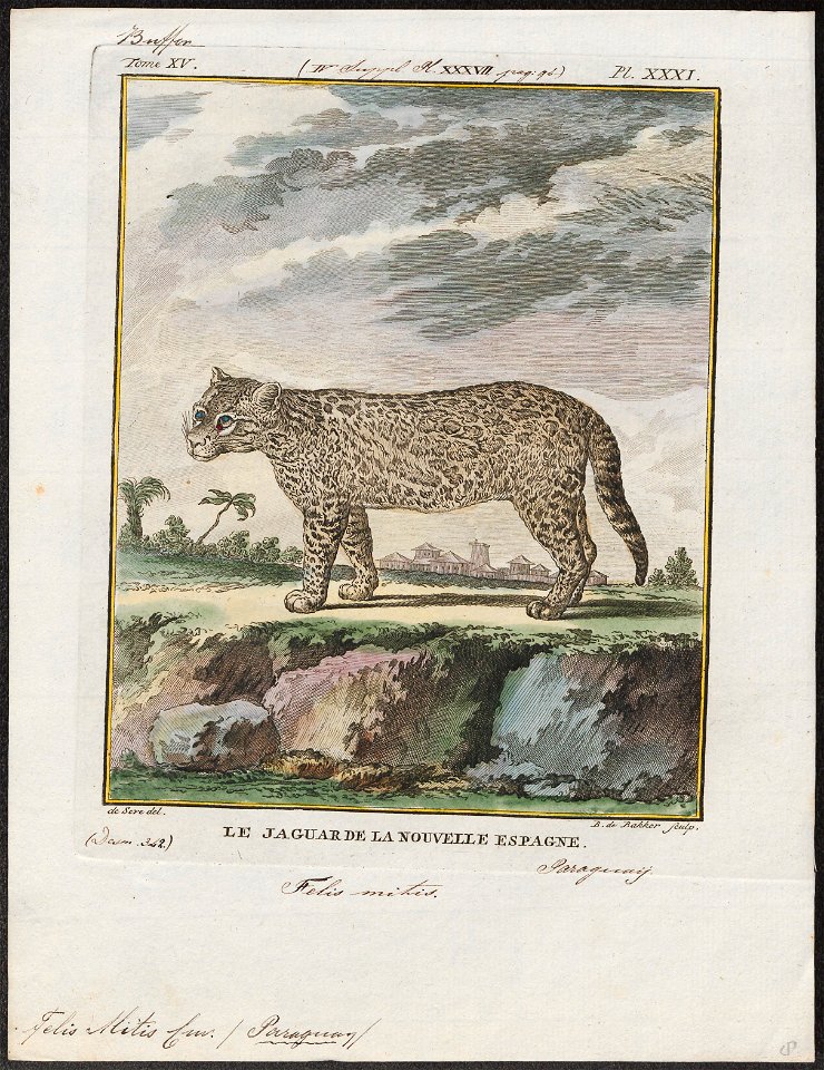 Felis mitis - 1700-1880 - Print - Iconographia Zoologica - Special Collections University of Amsterdam - UBA01 IZ22100188