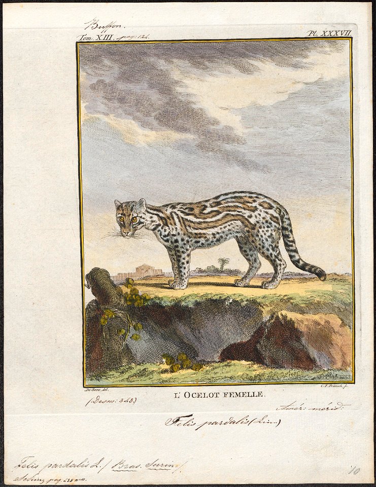 Felis pardalis - 1700-1880 - Print - Iconographia Zoologica - Special Collections University of Amsterdam - UBA01 IZ22100196