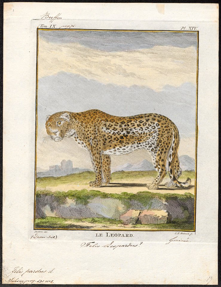 Felis pardus - 1700-1880 - Print - Iconographia Zoologica - Special Collections University of Amsterdam - UBA01 IZ22100224