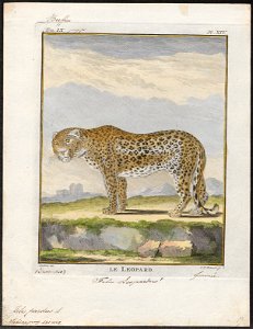 Felis pardus - 1700-1880 - Print - Iconographia Zoologica - Special Collections University of Amsterdam - UBA01 IZ22100224