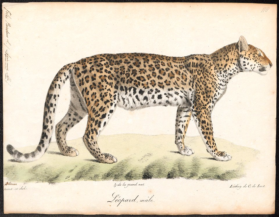Felis pardus - 1818-1842 - Print - Iconographia Zoologica - Special Collections University of Amsterdam - UBA01 IZ22100228