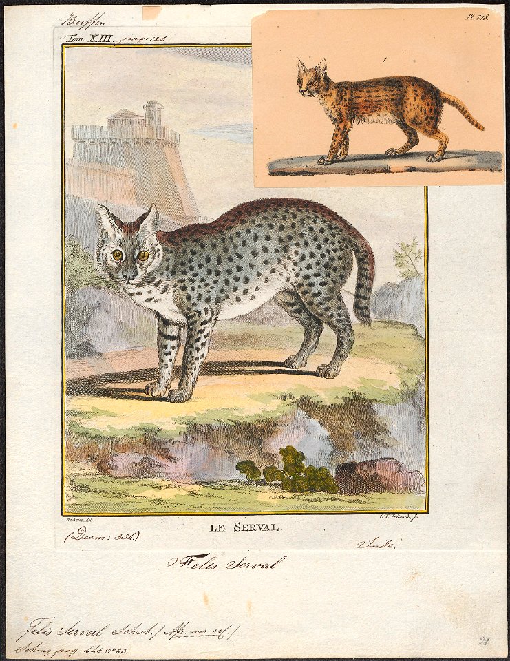 Felis serval - 1700-1880 - Print - Iconographia Zoologica - Special Collections University of Amsterdam - UBA01 IZ22100370