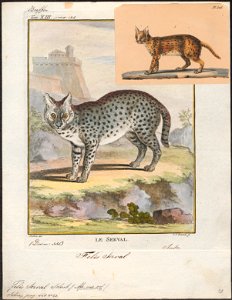 Felis serval - 1700-1880 - Print - Iconographia Zoologica - Special Collections University of Amsterdam - UBA01 IZ22100370