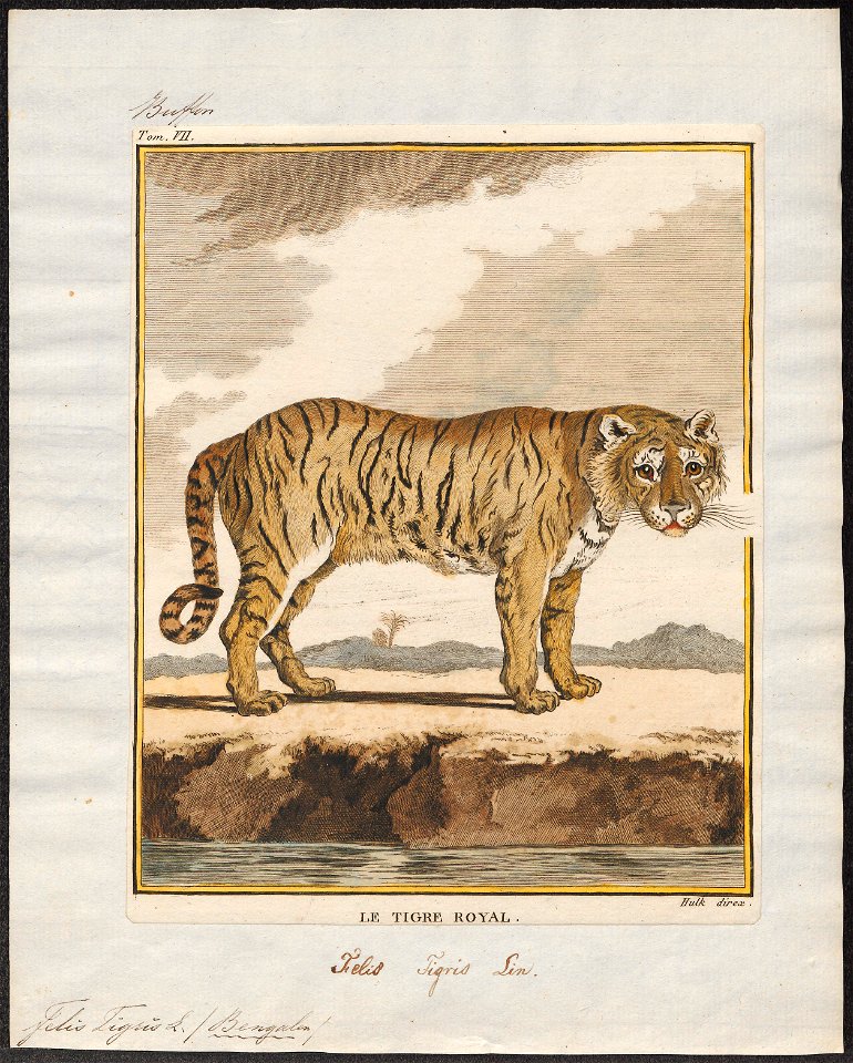 Felis tigris - 1700-1880 - Print - Iconographia Zoologica - Special Collections University of Amsterdam - UBA01 IZ22100103