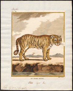 Felis tigris - 1700-1880 - Print - Iconographia Zoologica - Special Collections University of Amsterdam - UBA01 IZ22100103