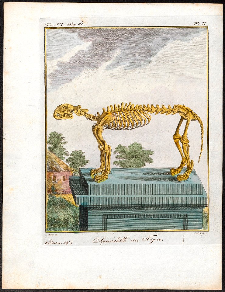 Felis tigris - skelet - 1700-1880 - Print - Iconographia Zoologica - Special Collections University of Amsterdam - UBA01 IZ22100107