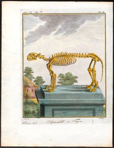 Felis tigris - skelet - 1700-1880 - Print - Iconographia Zoologica - Special Collections University of Amsterdam - UBA01 IZ22100107