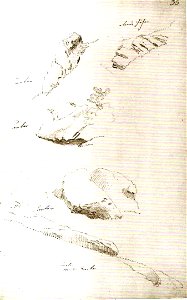 Felsenstudien