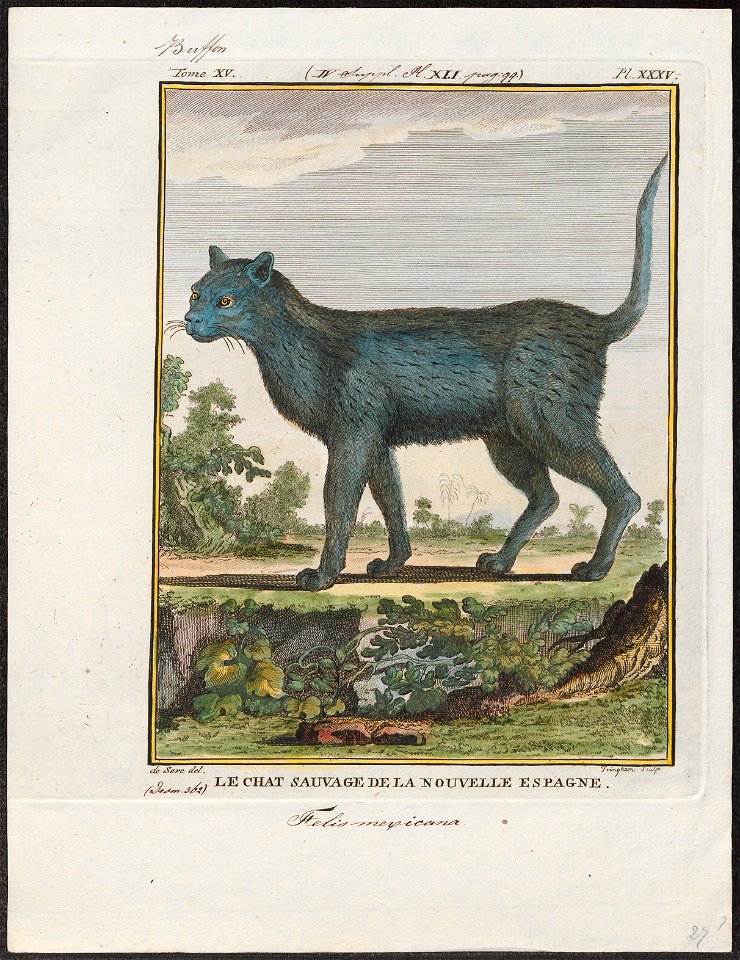 Felis catus - 1700-1880 - Print - Iconographia Zoologica - Special Collections University of Amsterdam - UBA01 IZ22100286