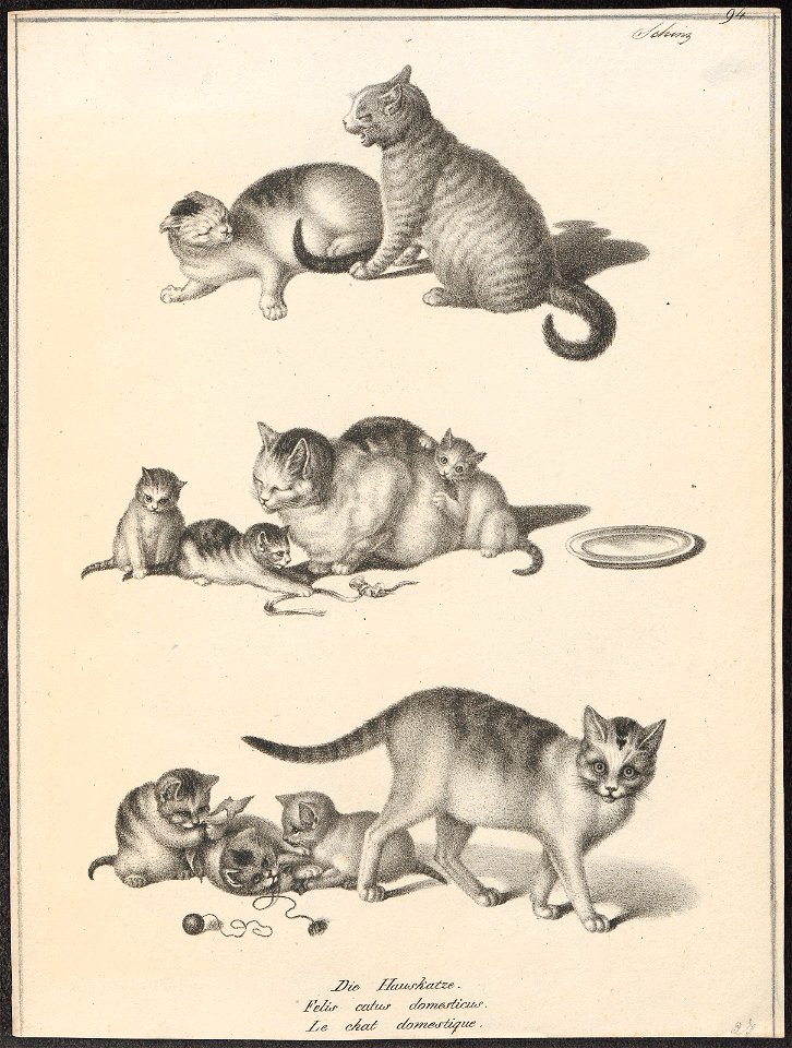 Felis catus domesticus - 1809-1845 - Print - Iconographia Zoologica - Special Collections University of Amsterdam - UBA01 IZ22100272