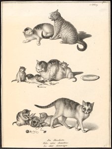 Felis catus domesticus - 1809-1845 - Print - Iconographia Zoologica - Special Collections University of Amsterdam - UBA01 IZ22100272