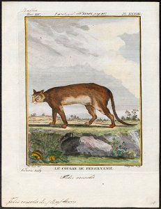Felis concolor - 1700-1880 - Print - Iconographia Zoologica - Special Collections University of Amsterdam - UBA01 IZ22100316