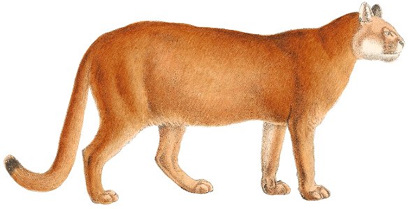 Felis concolor - 1818-1842 - Print - Iconographia Zoologica - Special Collections University of Amsterdam -(white background). Free illustration for personal and commercial use.