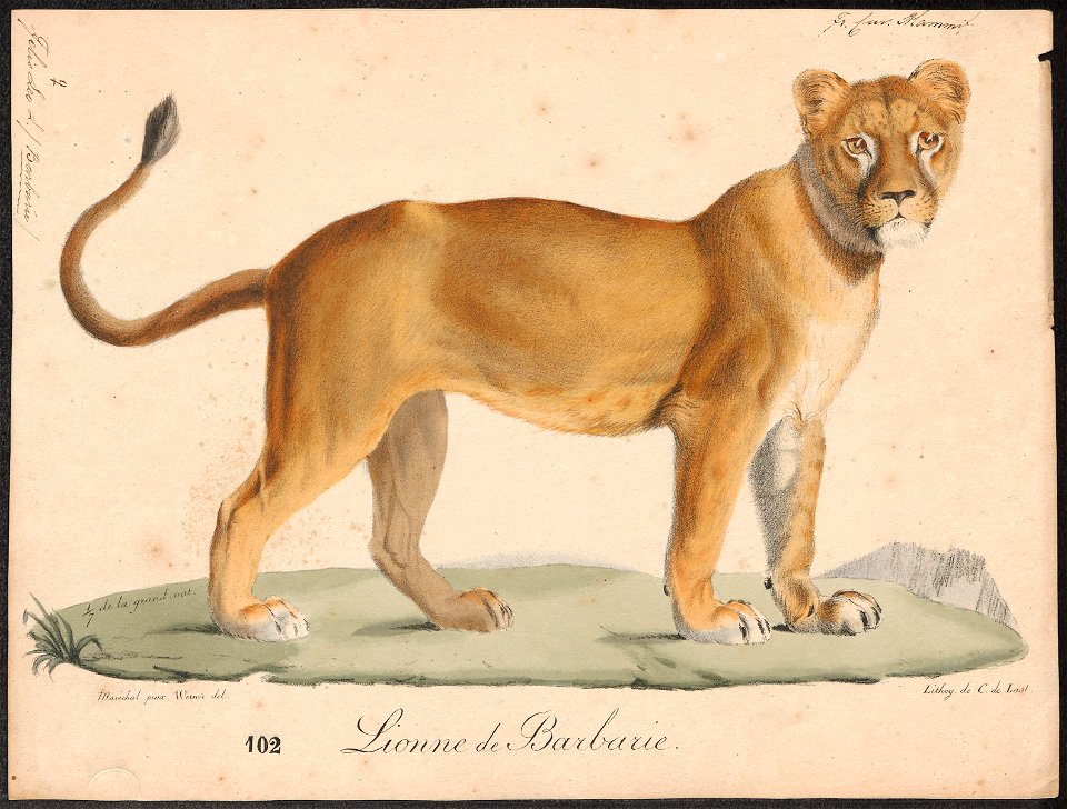 Felis leo - 1818-1842 - Print - Iconographia Zoologica - Special Collections University of Amsterdam - UBA01 IZ22100055