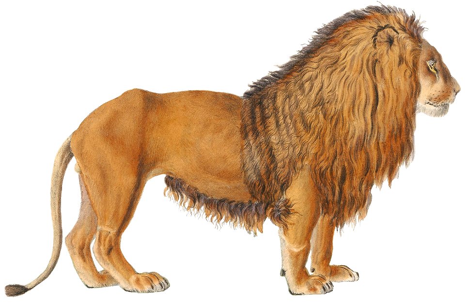 Felis leo - 1818-1842 - Print - Iconographia Zoologica - Special Collections University of Amsterdam -(White Background)