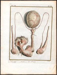 Felis leo - anatomie - 1700-1880 - Print - Iconographia Zoologica - Special Collections University of Amsterdam - UBA01 IZ22100039