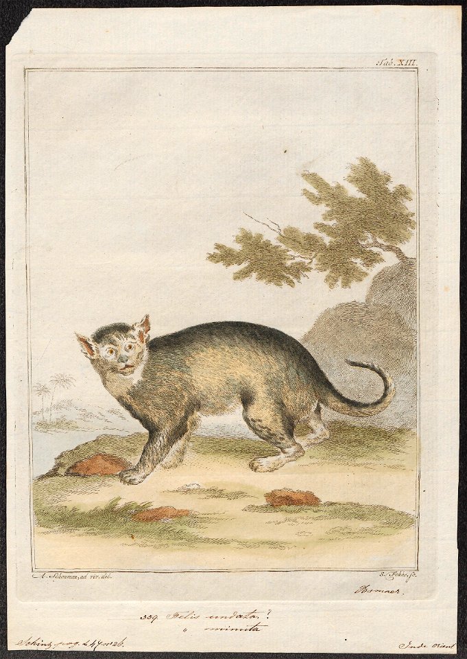 Felis minuta - 1722-1784 - Print - Iconographia Zoologica - Special Collections University of Amsterdam - UBA01 IZ22100378