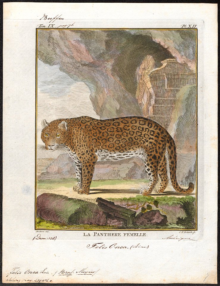 Felis onca - 1700-1880 - Print - Iconographia Zoologica - Special Collections University of Amsterdam - UBA01 IZ22100166