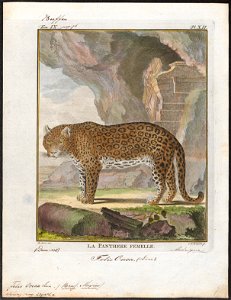 Felis onca - 1700-1880 - Print - Iconographia Zoologica - Special Collections University of Amsterdam - UBA01 IZ22100166