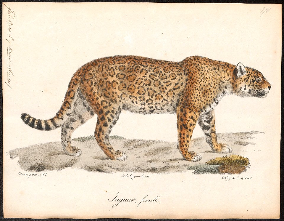 Felis onca - 1818-1842 - Print - Iconographia Zoologica - Special Collections University of Amsterdam - UBA01 IZ22100178