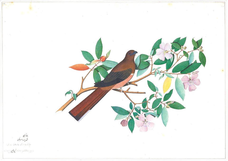 Female Trogon shaykh zayn al-din calcutta india 1779