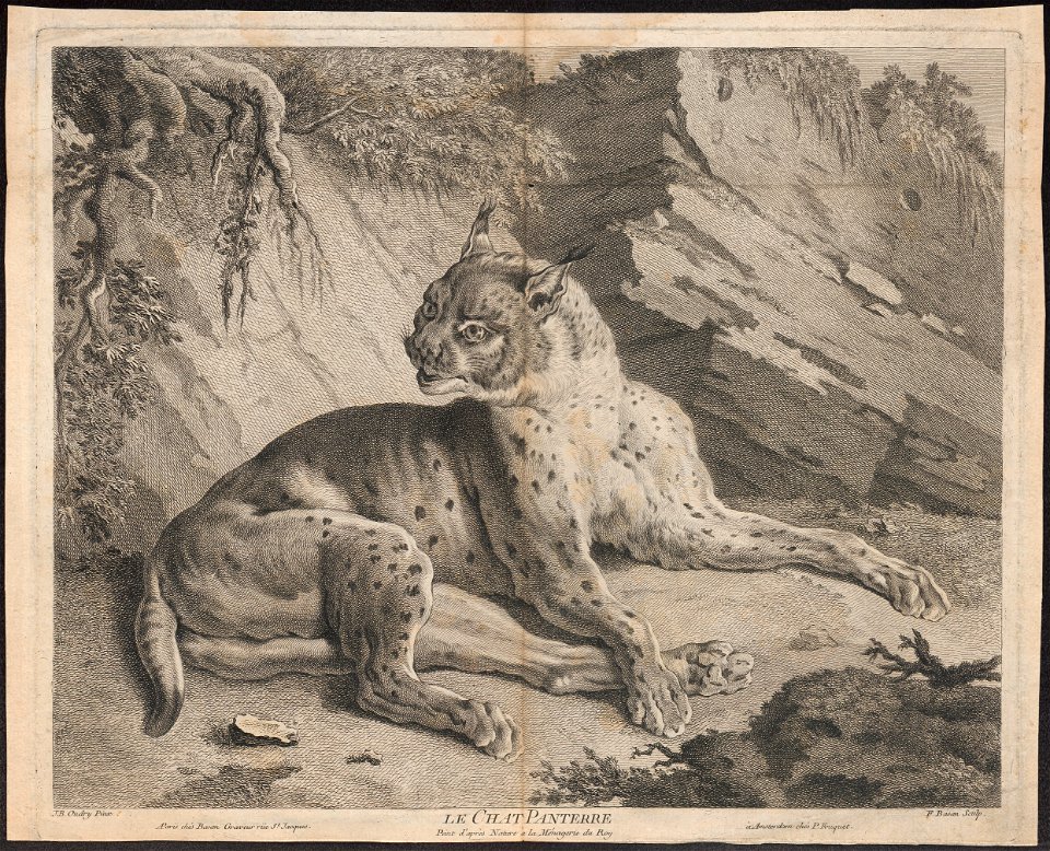 Felis pardus - 1700-1880 - Print - Iconographia Zoologica - Special Collections University of Amsterdam - UBA01 IZ22100350