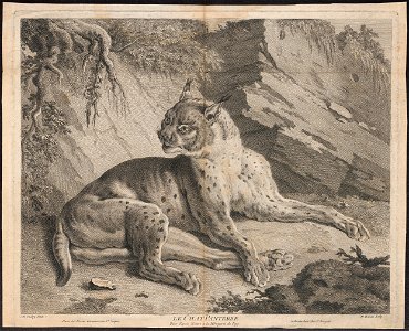 Felis pardus - 1700-1880 - Print - Iconographia Zoologica - Special Collections University of Amsterdam - UBA01 IZ22100350