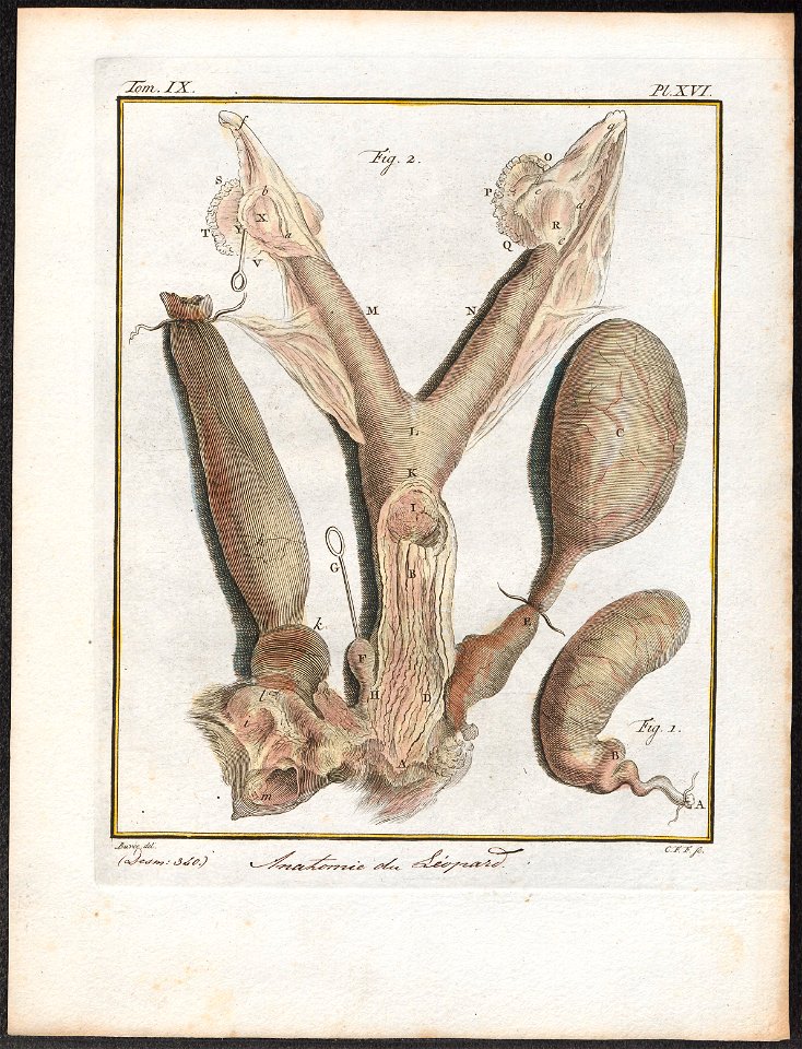 Felis pardus - anatomie - 1700-1880 - Print - Iconographia Zoologica - Special Collections University of Amsterdam - UBA01 IZ22100139