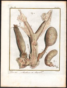 Felis pardus - anatomie - 1700-1880 - Print - Iconographia Zoologica - Special Collections University of Amsterdam - UBA01 IZ22100139