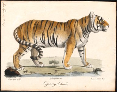 Felis tigris - 1818-1842 - Print - Iconographia Zoologica - Special Collections University of Amsterdam - UBA01 IZ22100083