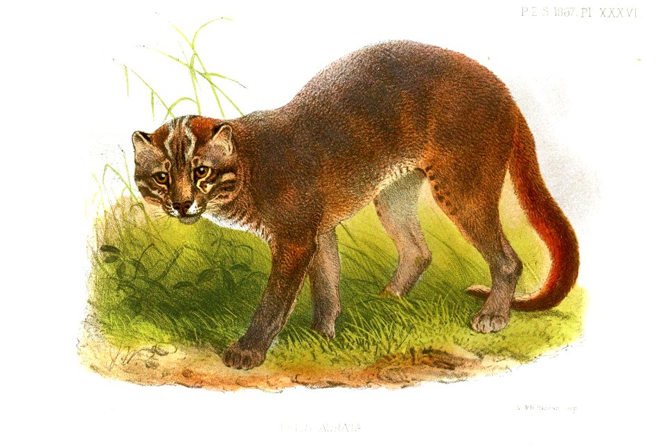 FelisAurataWolf
