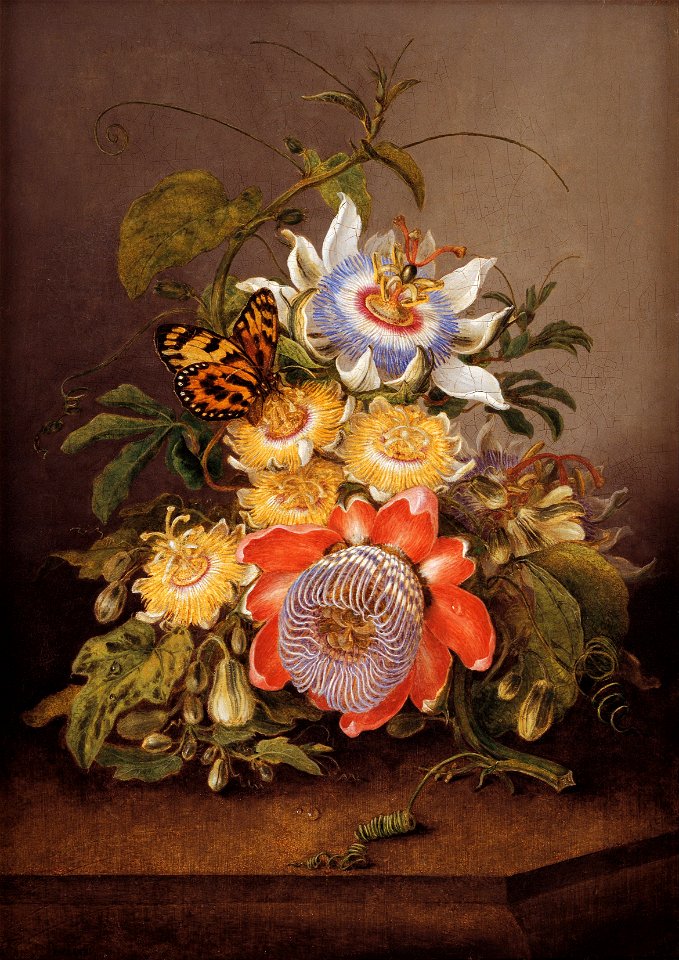 Ferdinand Bauer - Passionflowers - Google Art Project