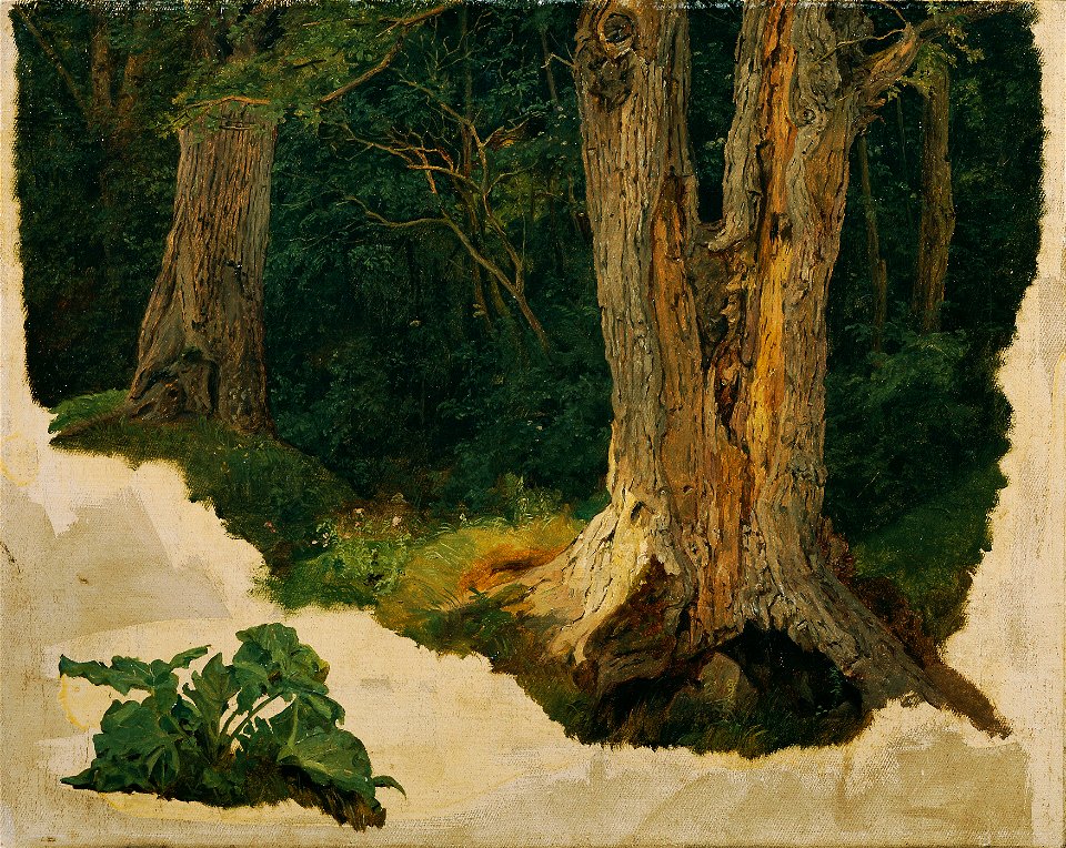 Ferdinand Georg Waldmüller - Baumstudie - 242c - Österreichische Galerie Belvedere