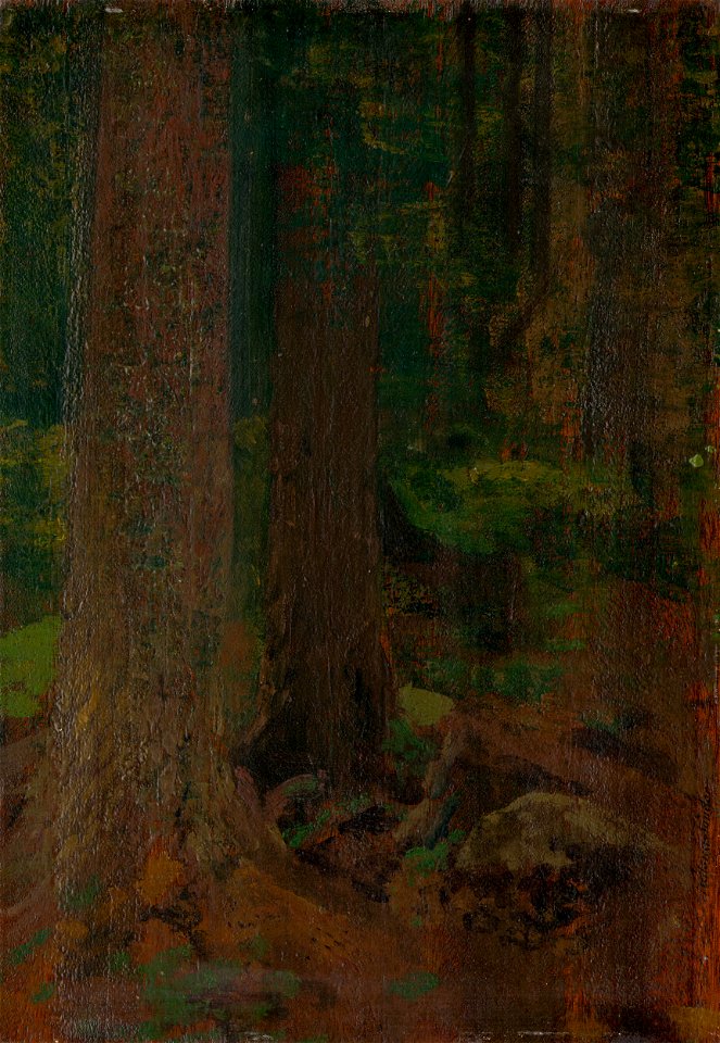 Ferdinand Katona - Study of Forest - O 5141 - Slovak National Gallery