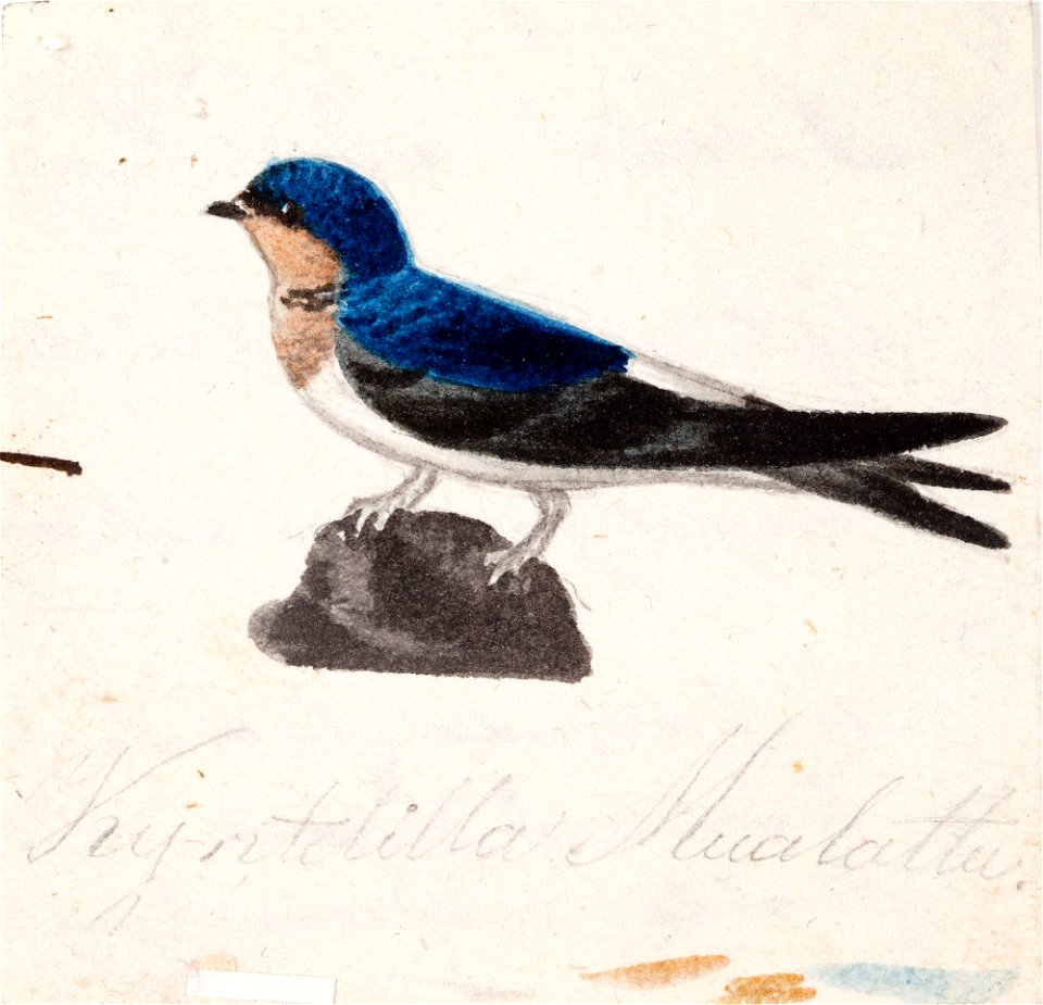 Ferdinand von Wright - Barn Swallow - A II 815-16 - Finnish National Gallery