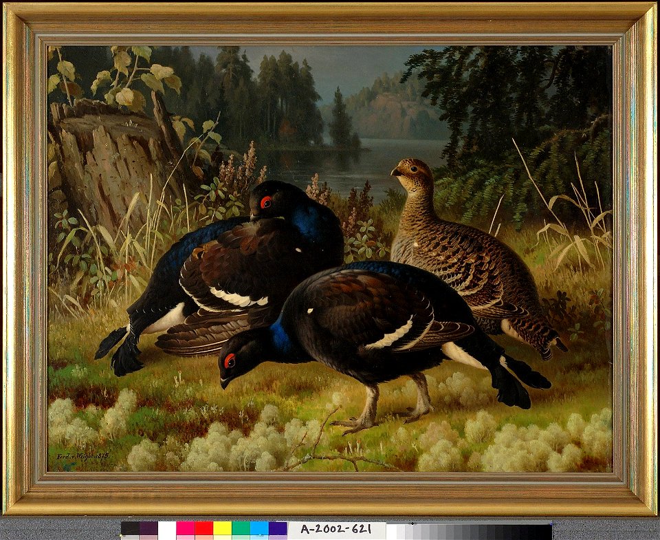 Ferdinand von Wright - Black Grouse, Two Cocks and a Hen - A-2002-621 - Finnish National Gallery