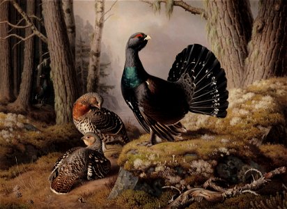 Ferdinand von Wright - Capercaillies courting - A II 842 - Finnish National Gallery