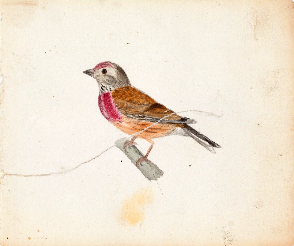 Ferdinand von Wright - European Robin (^) - A II 815-3 - Finnish National Gallery