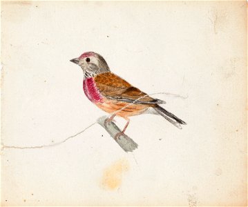 Ferdinand von Wright - European Robin (^) - A II 815-3 - Finnish National Gallery