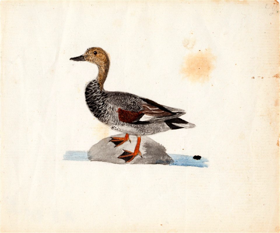 Ferdinand von Wright - Gadwall - A II 815-9 - Finnish National Gallery