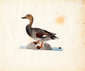 Ferdinand von Wright - Gadwall - A II 815-9 - Finnish National Gallery