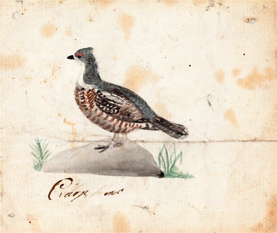 Ferdinand von Wright - Hazel Grouse, Female - A II 815-4 - Finnish National Gallery