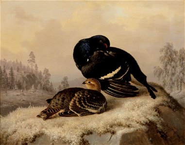 Ferdinand von Wright - Black Grouse, Cock and Hen - A-2002-617 - Finnish National Gallery