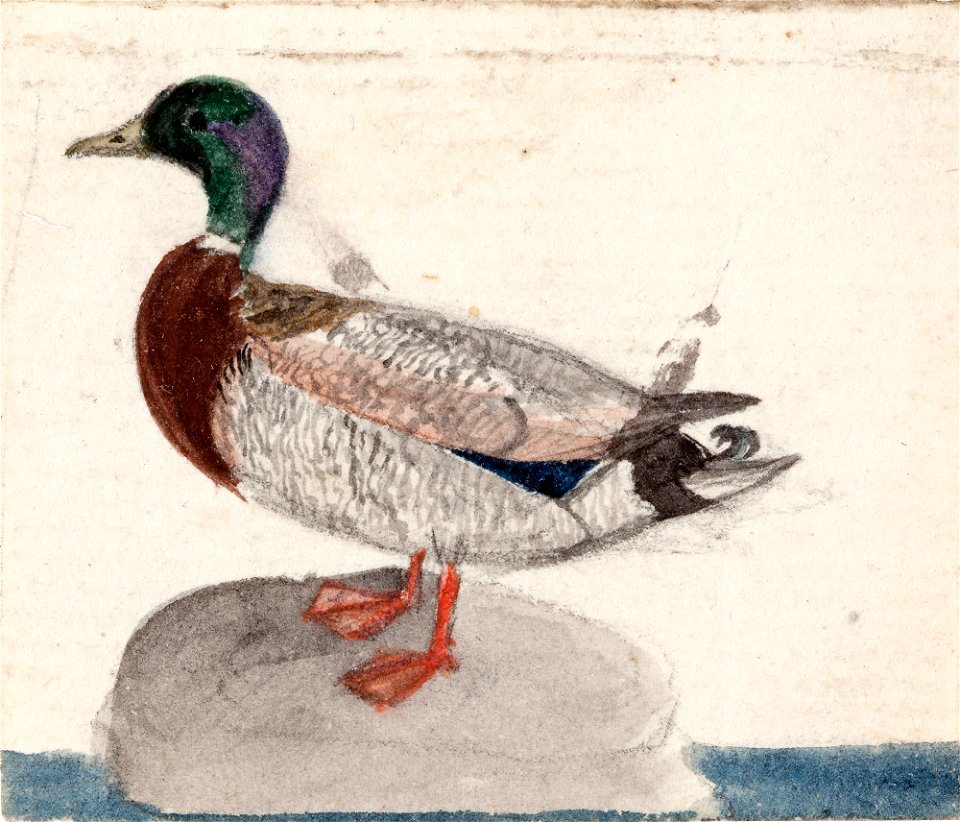 Ferdinand von Wright - Mallard - A II 815-13 - Finnish National Gallery
