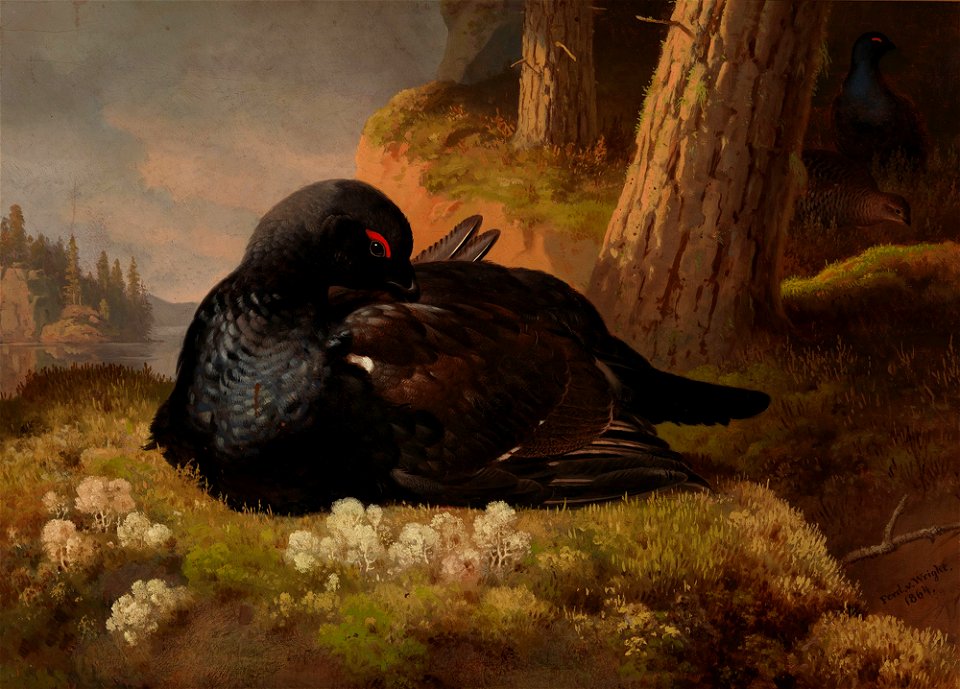 Ferdinand von Wright - Capercaillie - A-2002-611 - Finnish National Gallery