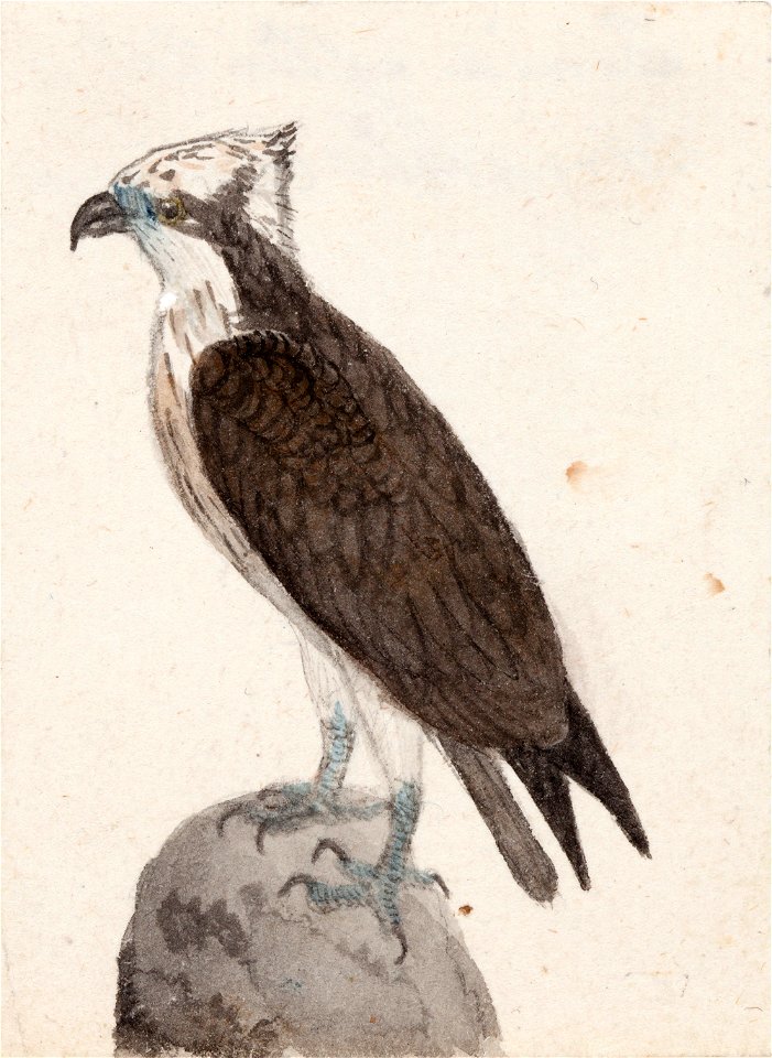 Ferdinand von Wright - Osprey - A II 815-15 - Finnish National Gallery