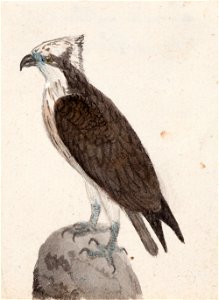 Ferdinand von Wright - Osprey - A II 815-15 - Finnish National Gallery