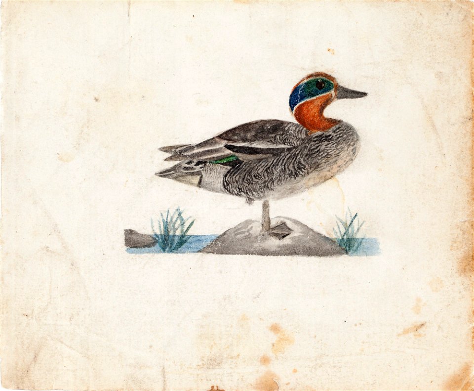 Ferdinand von Wright - Eurasian Teal - A II 815-6 - Finnish National Gallery