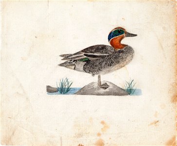 Ferdinand von Wright - Eurasian Teal - A II 815-6 - Finnish National Gallery