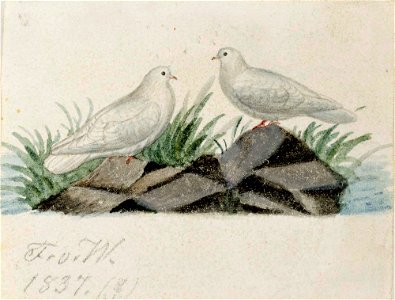 Ferdinand von Wright - Pigeons - A II 1721-5 - Finnish National Gallery